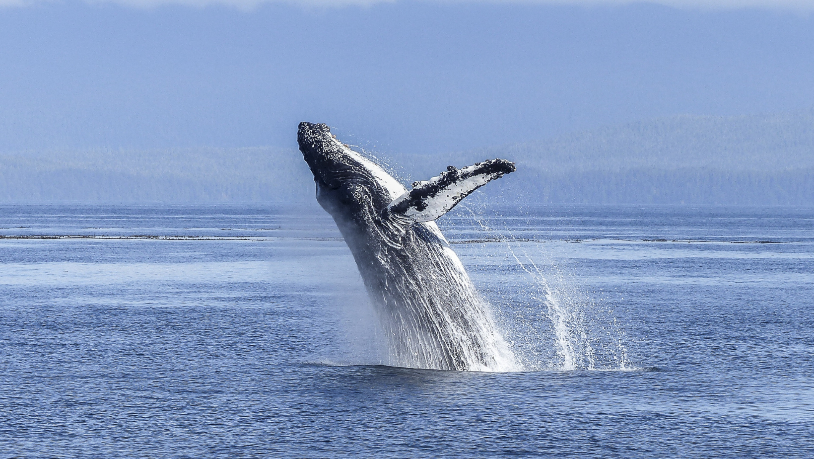 לוויתן קופץ מתוך המים כחלק ממחזה שרואים בטיול באיסנלנד